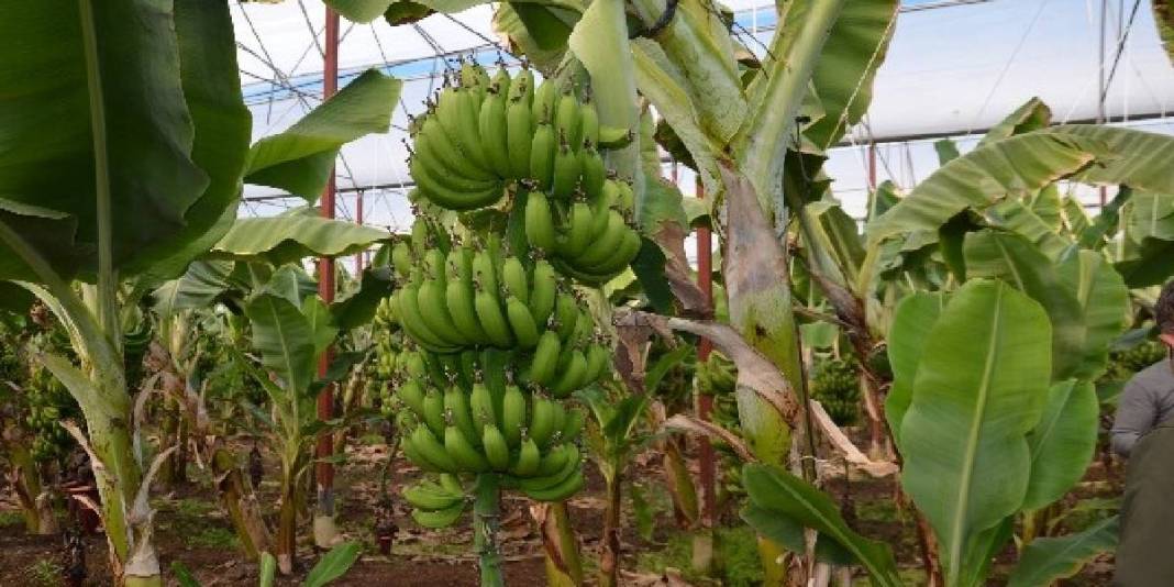 Ne yazı ne de kışı var! 4 mevsim yetişiyor, üreticinin yüzünü güldürüyor: Türkiye’nin ihtiyacı bu ilden karşılanıyor 3